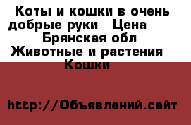 Коты и кошки в очень добрые руки › Цена ­ 1 - Брянская обл. Животные и растения » Кошки   